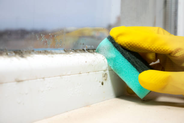 Best Mold Testing and Inspection Services in Jacksonvle, IL