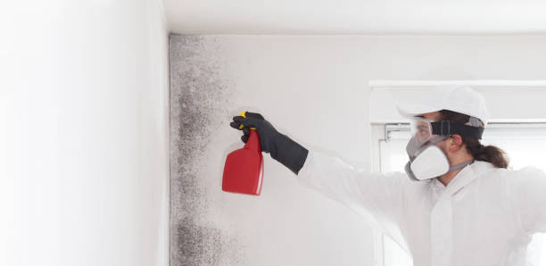 Best Insurance-Related Mold Remediation in Jacksonvle, IL