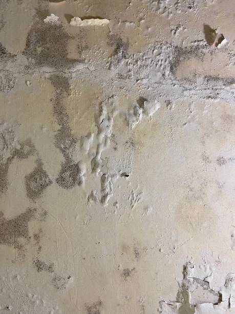 Best Health and Safety Mold Remediation in Jacksonvle, IL