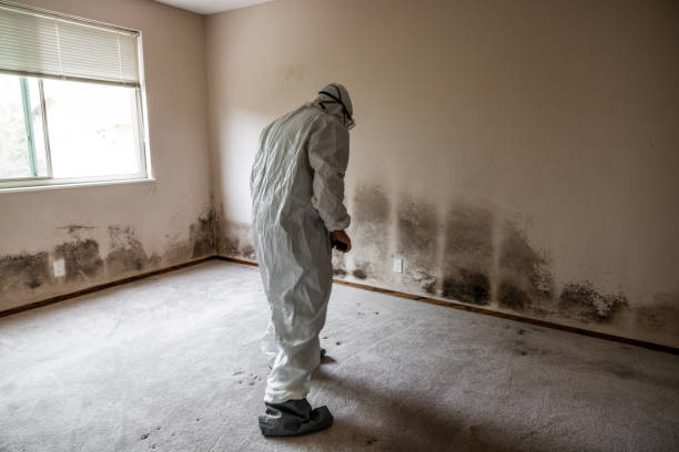 Best Residential Mold Remediation in Jacksonvle, IL
