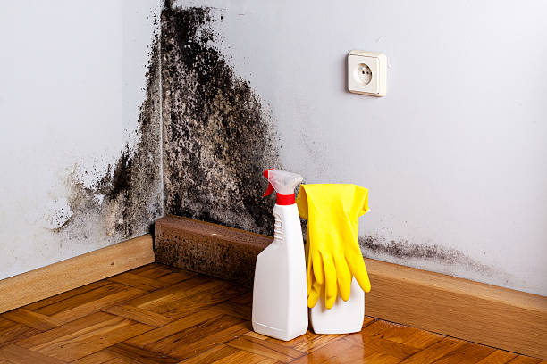 Jacksonville, IL Mold Remediation Company
